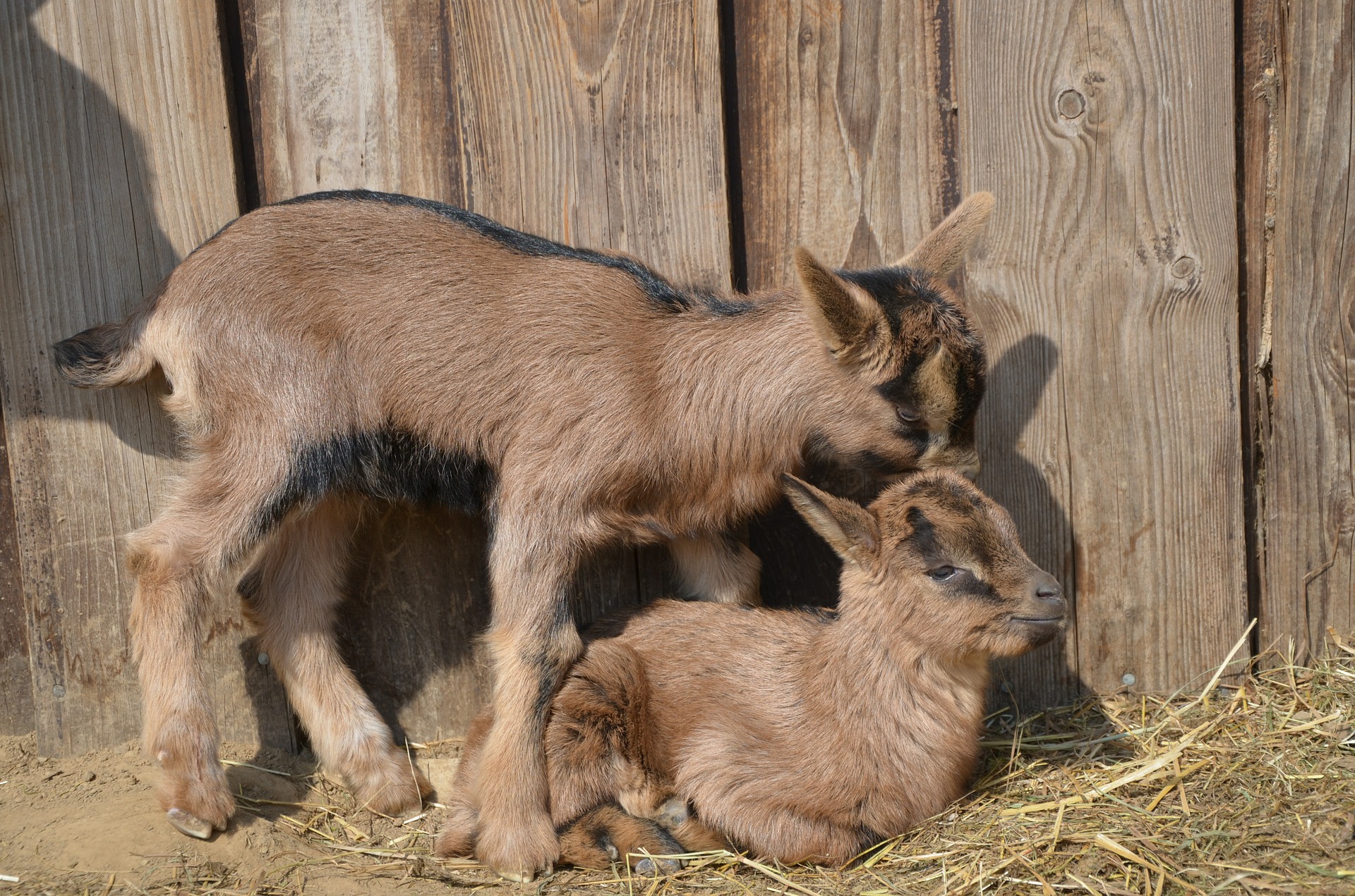 Aliment pour chevreaux et agneaux